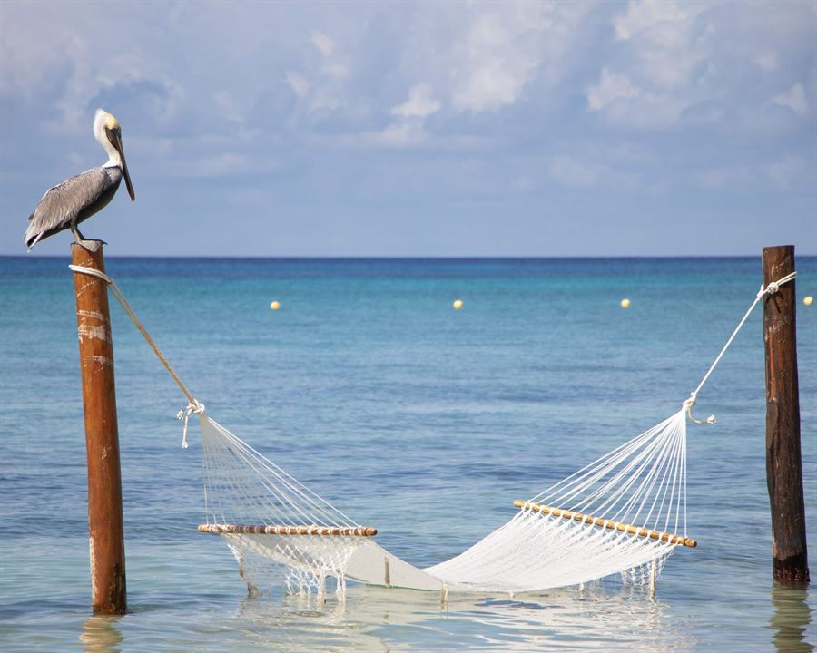 Pelican on a post beside a hammock over clear turquoise water