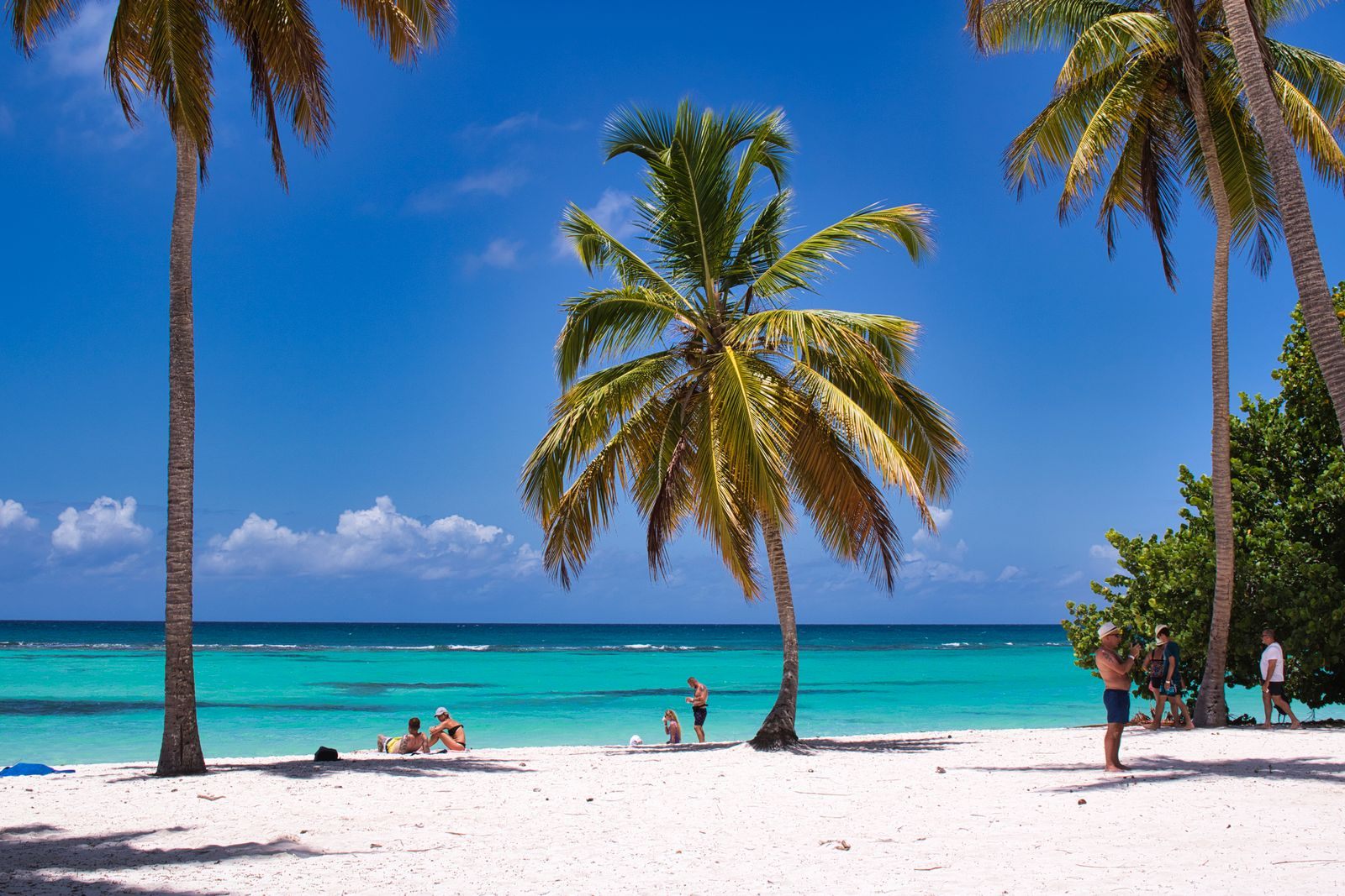 Palm trees on a white-sand Caribbean beach, the kind of port day budget cruise lines sail to